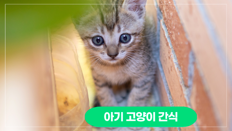 아기 고양이 간식 시기 : 아기 고양이 간식 언제부터 줄 수 있나요?