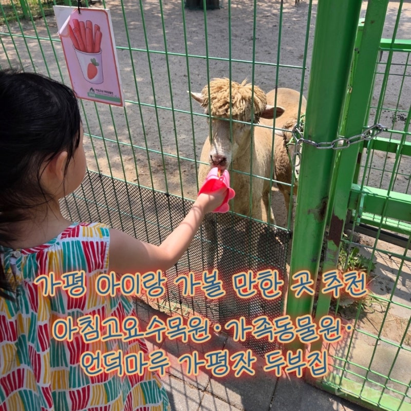 가평 아이랑 가볼 만한 곳 추천｜아침고요수목원·가족동물원·언덕마루 가평잣 두부집