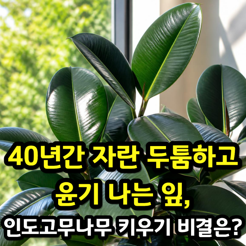40년간 자란 두툼하고 윤기 나는 잎, 인도고무나무 키우기 특급 비결