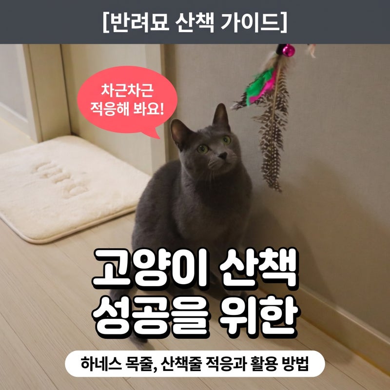 고양이 산책 성공을 위한 목줄 하네스 산책줄 적응과 활용 방법