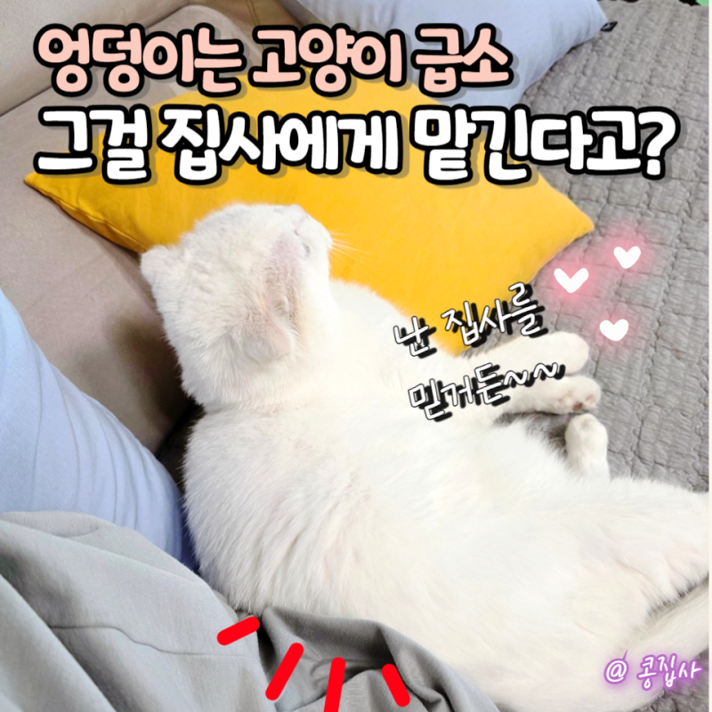 고양이가 엉덩이를 딱 붙이고 앉는 이유, 급소를 맡긴 거였어요