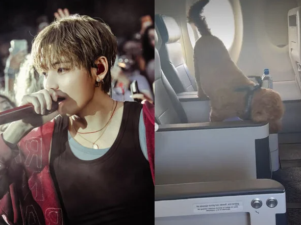 BTS 뷔 반려동물, 비행기 기내 돌아다녀…케이지 규정 지켰나?