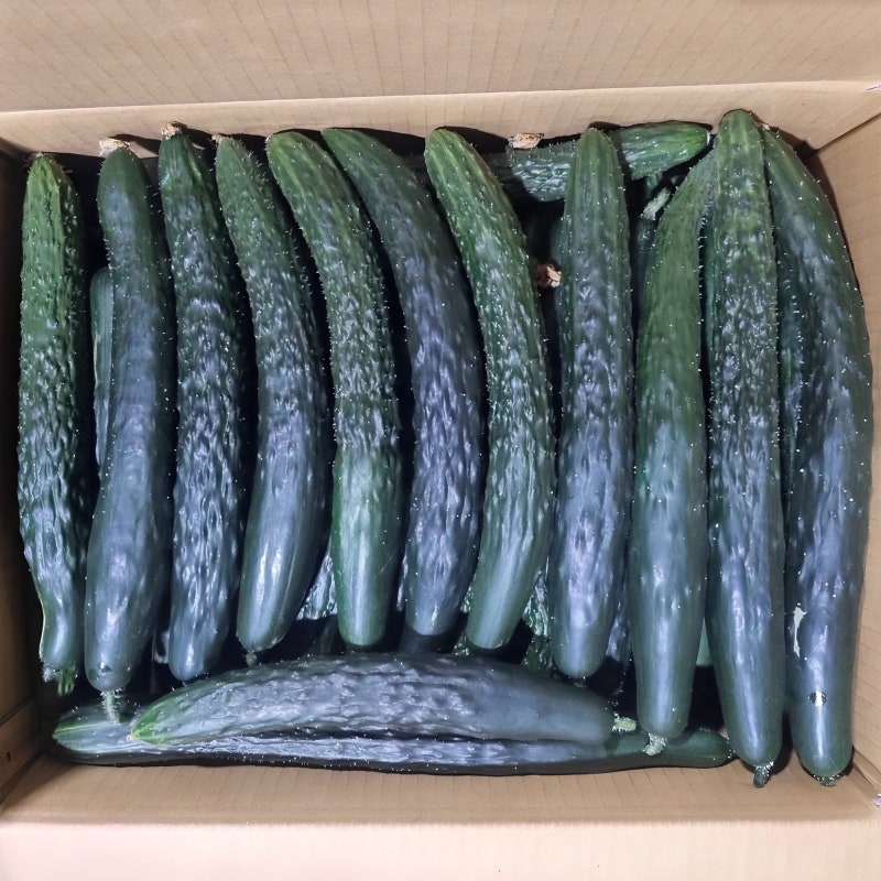 잘 나가는 제품 오이 클릭마켓 국내산 가시오이 10kg 못난이 청오이, 10kg, 1개 추천