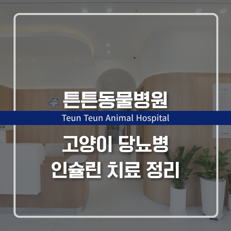 고양이 당뇨병 인슐린 치료 정리
