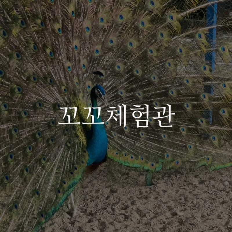만족도 최고!! 일산 동물농장 꼬꼬체험관 다녀왔어요