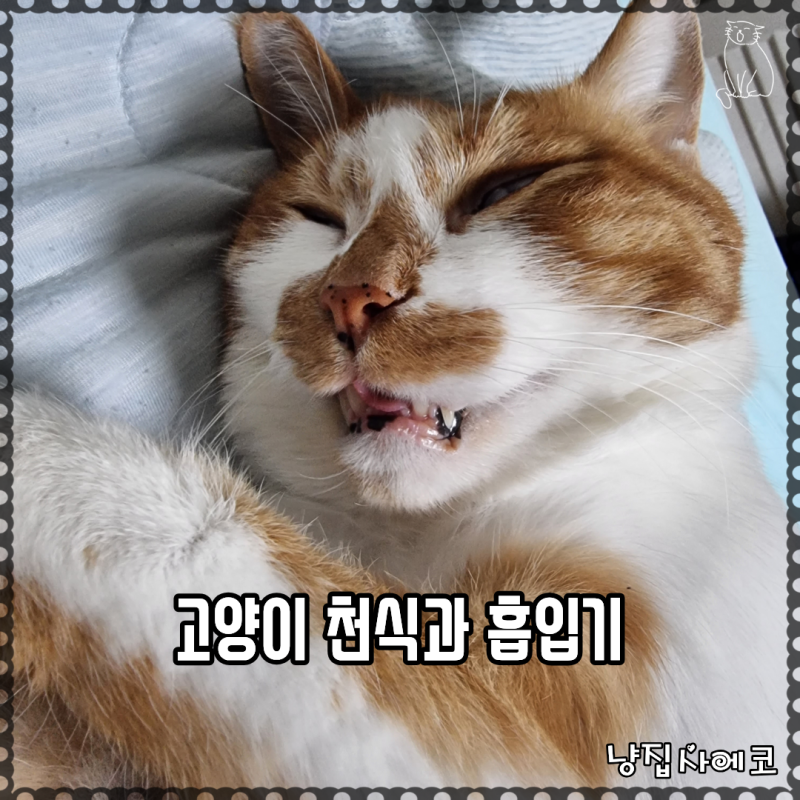 고양이 천식 호흡 곤란 증상과 흡입기 치료의 안전성 및 부작용 비교