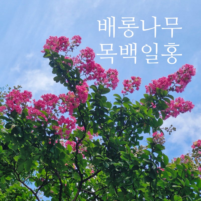 여름꽃나무 배롱나무 키우기, 목백일홍 꽃말부터 묘목 식재 꿀팁