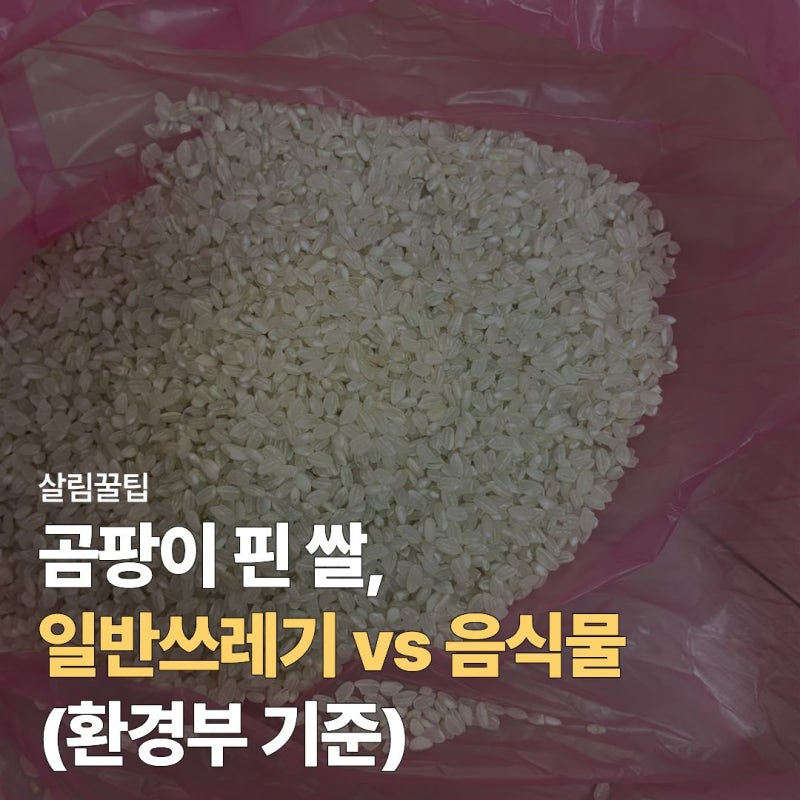 곰팡이 쌀 버리는법 일반쓰레기일까? 구청, 환경부 기준 직접 확인한 후기