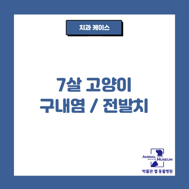 고양이 구내염 / 전발치[고양이 전발치][고양이 구내염][고양이 치주염][달서구 동물병원][박....