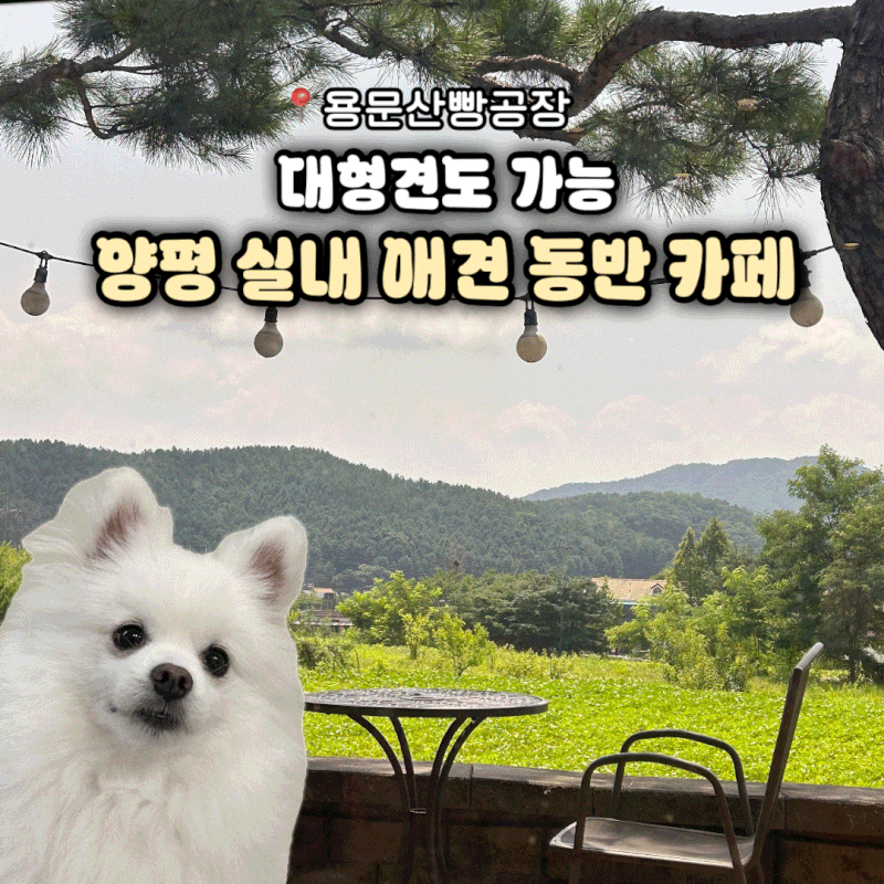 양평 대형견도 실내 동반 가능 빵 종류 미친 카페 용문산빵공장