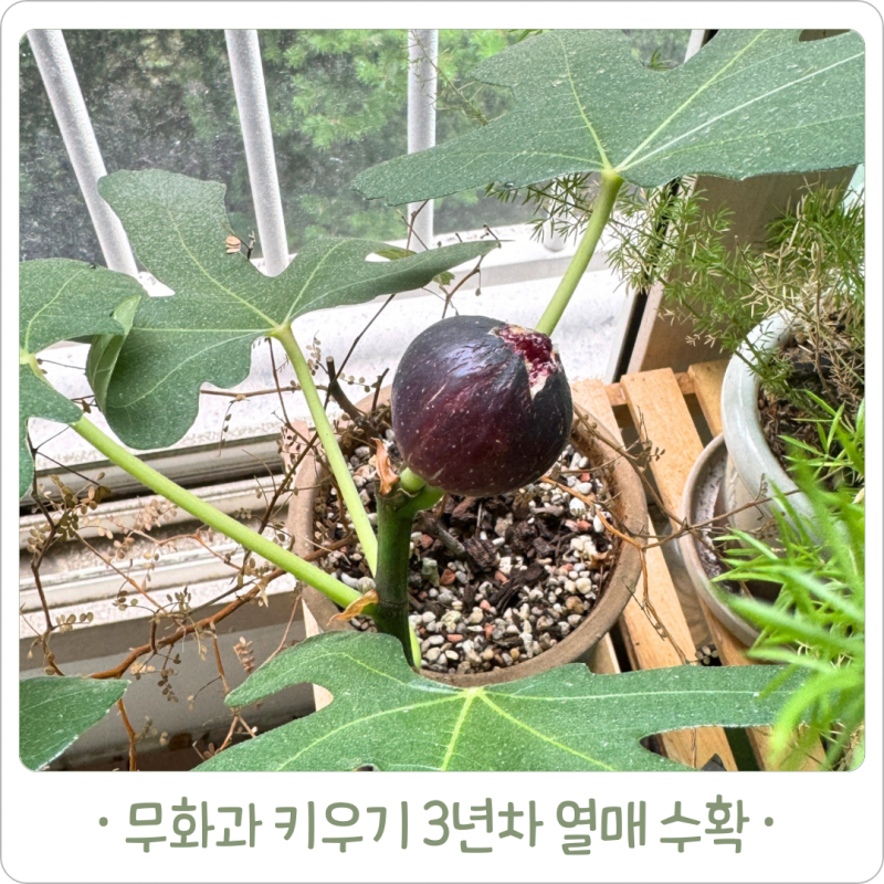 베란다에서 무화과나무 키우기, 3년 차 열매 수확 성공!
