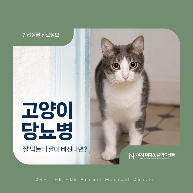 부산 동래 고양이 당뇨병｜물을 많이 마시고 체중이 줄어든다면? 초기증상과 치료