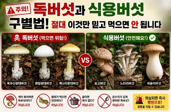 독버섯 종류와 식용버섯 구별법! 가을 산행 전 꼭 알아야 할 상식