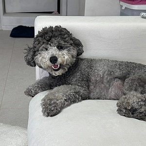 [내돈내산] 강아지 백팩 리카리카 티코어 이동가방 L