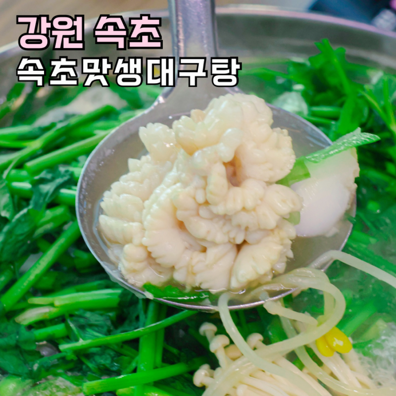 속초 대구탕 맛집 대포항 아침식사 물곰탕 추천
