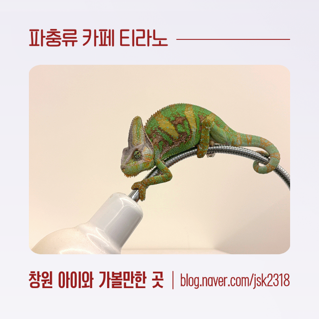 창원 파충류샵 방학 아이들과 가볼만한곳 파충류카페 티라노