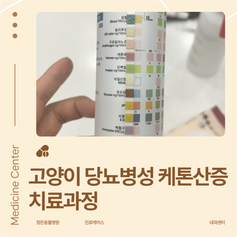 고양이가 구토를 하고 식욕이 없어요,고양이 당뇨성 케톤산증 치료과정_마포구 동물병원