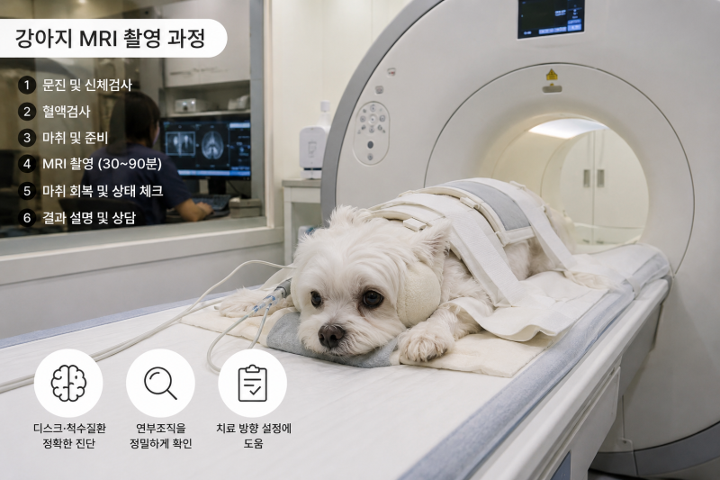 강아지 MRI 촬영, 언제 필요할까? 검사 시간부터 비용까지 총정리