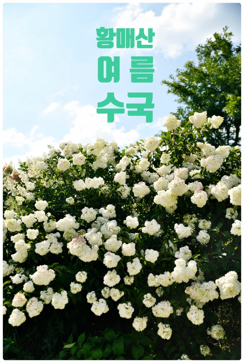 경남 수국명소 합천 황매산군립공원 여름 꽃구경 후기