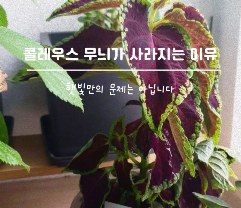 콜레우스 잎 무늬가 흐려진다면? 처음과 다른 잎색으로 변하는 이유