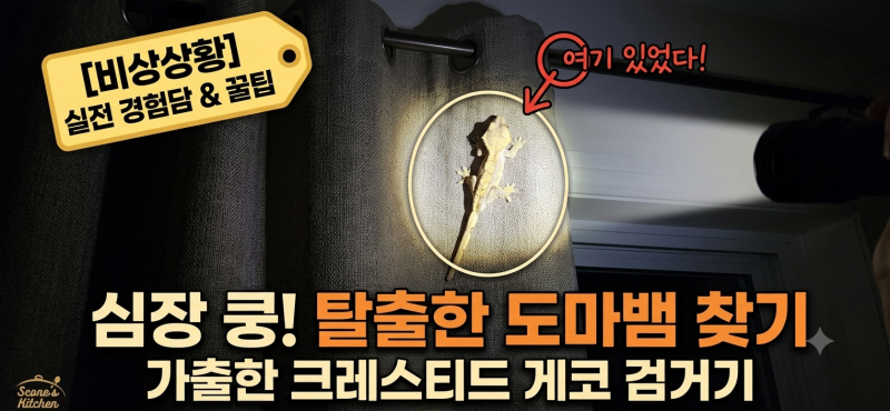 [크레스티드 게코 탈출] 가슴 철렁했던 두 번의 가출 사건! 탈출 예방법 & 탈출 도마뱀 찾는법