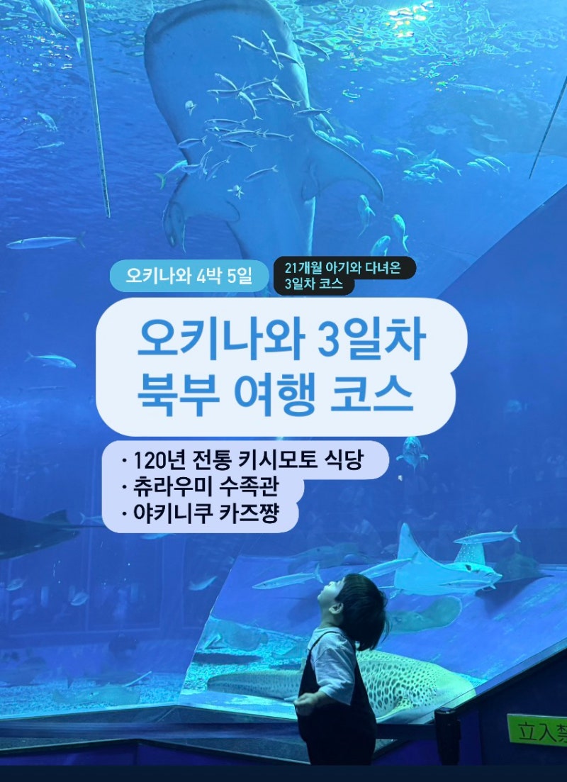 [오키나와 3일차] 21개월 아기와 북부 여행 코스｜츄라우미 수족관, 키시모토 식당ㅣ이 글 보....