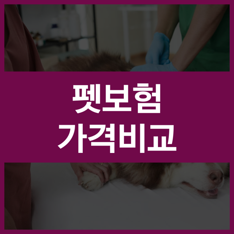 펫보험 가격 추천 비교 보장 간편하게 알아보고 탄탄하게 구성하는 방법