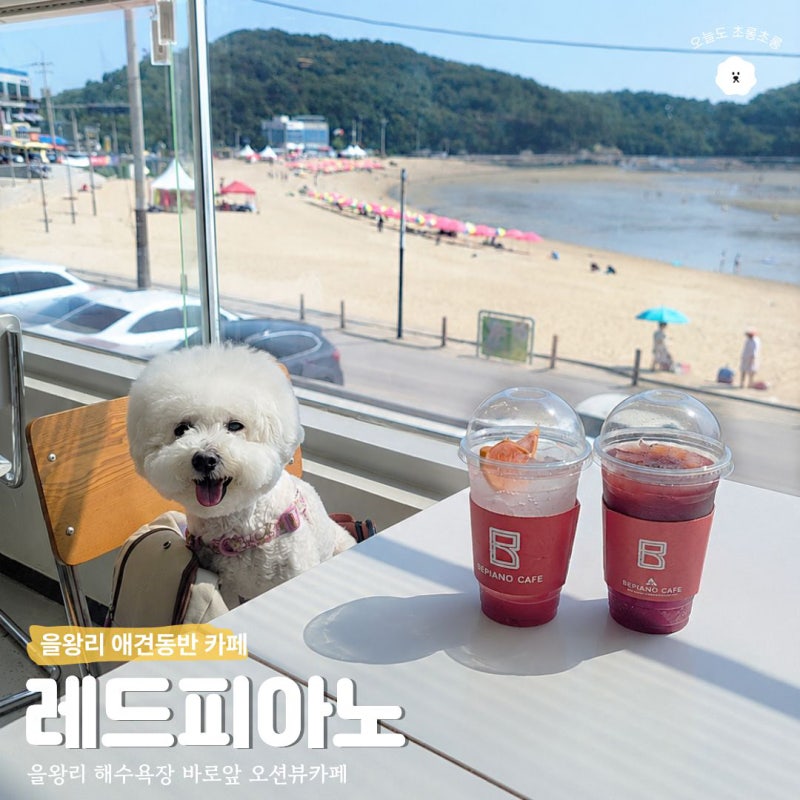 을왕리 해수욕장 카페 레드피아노 영종도 애견동반 오션뷰 카페