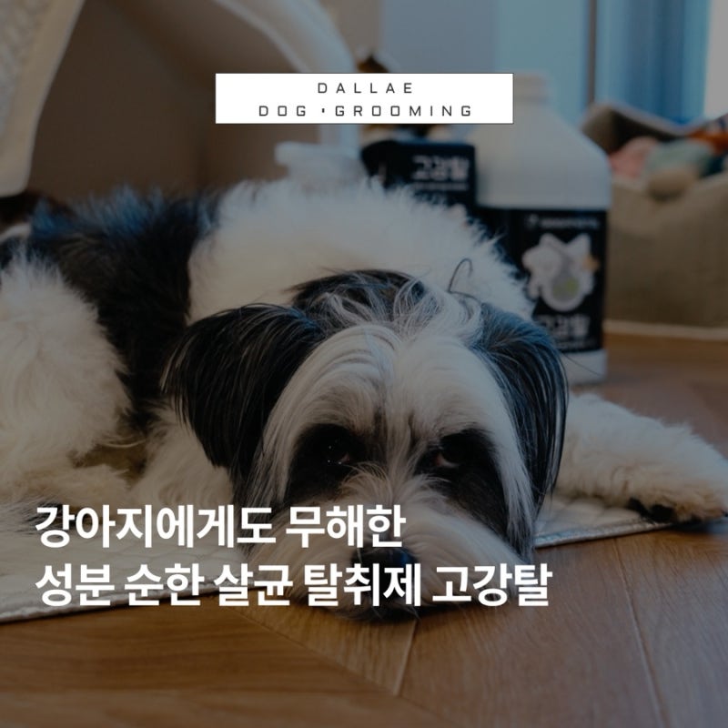 반려동물에게 무해한 탈취제 고강탈 살균과 냄새를 한번에