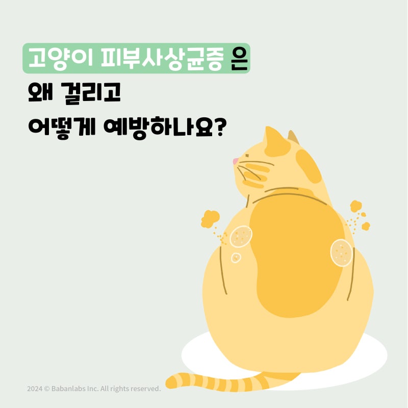 고양이가 동그랗게 털이 빠져요, 고양이 피부사상균증의 원인과 증상 _간석오거리역 동....