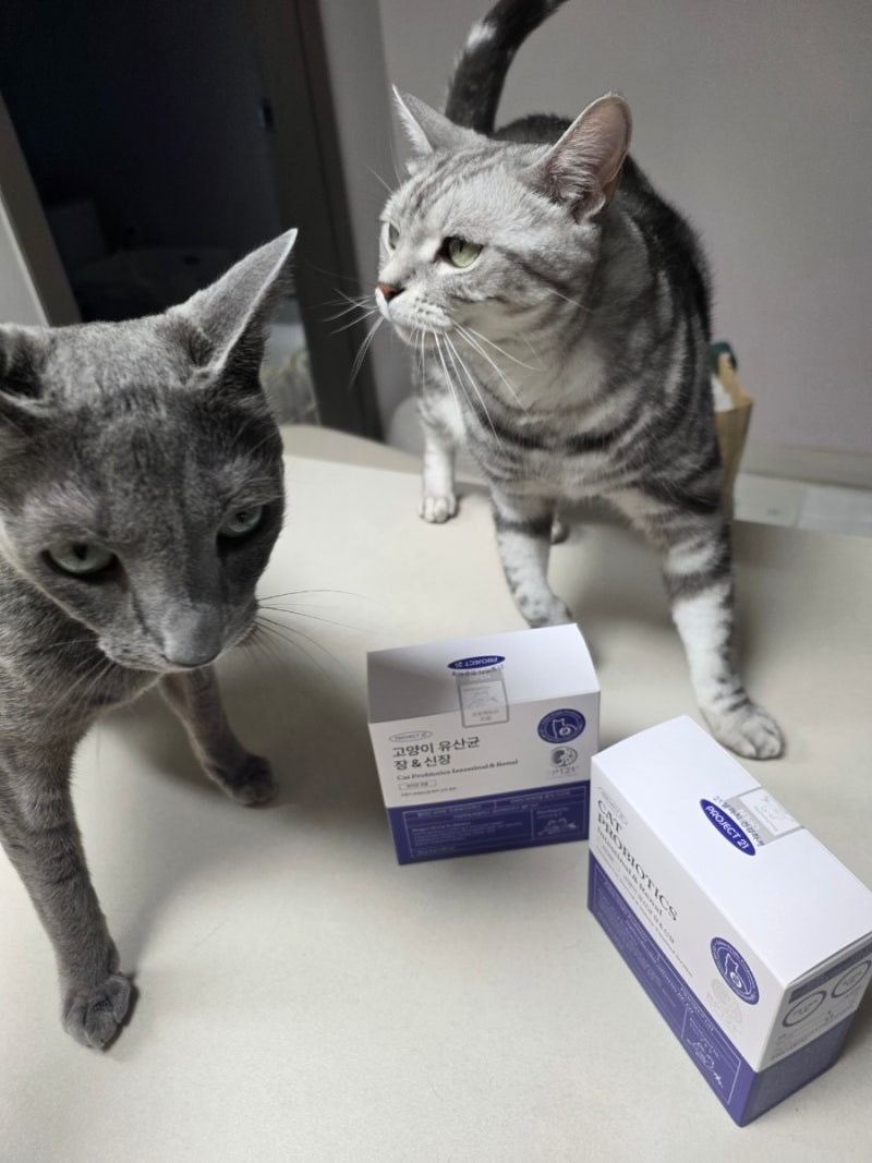 고양이 시루와 쿠키의 필수 영양제이에요(고양이 유산균 추천, 프로젝트21 고양이 유산균 장&....