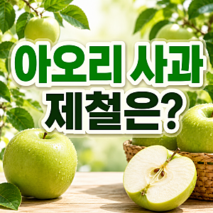아오리사과 제철시기는? 효능부터 맛 칼로리 보관법까지!