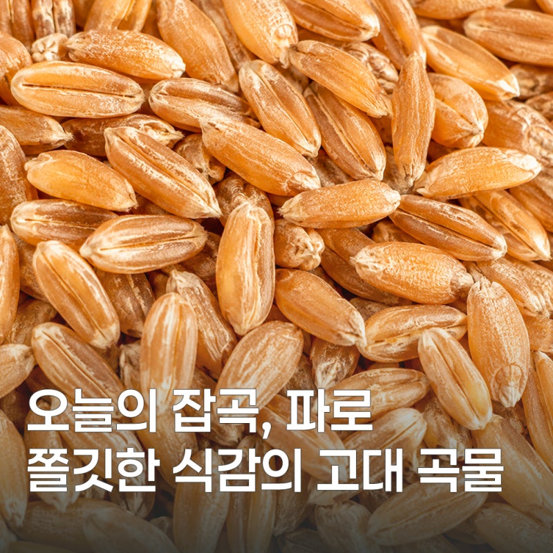 파로밥 짓는 법과 효능 함께 알아보기