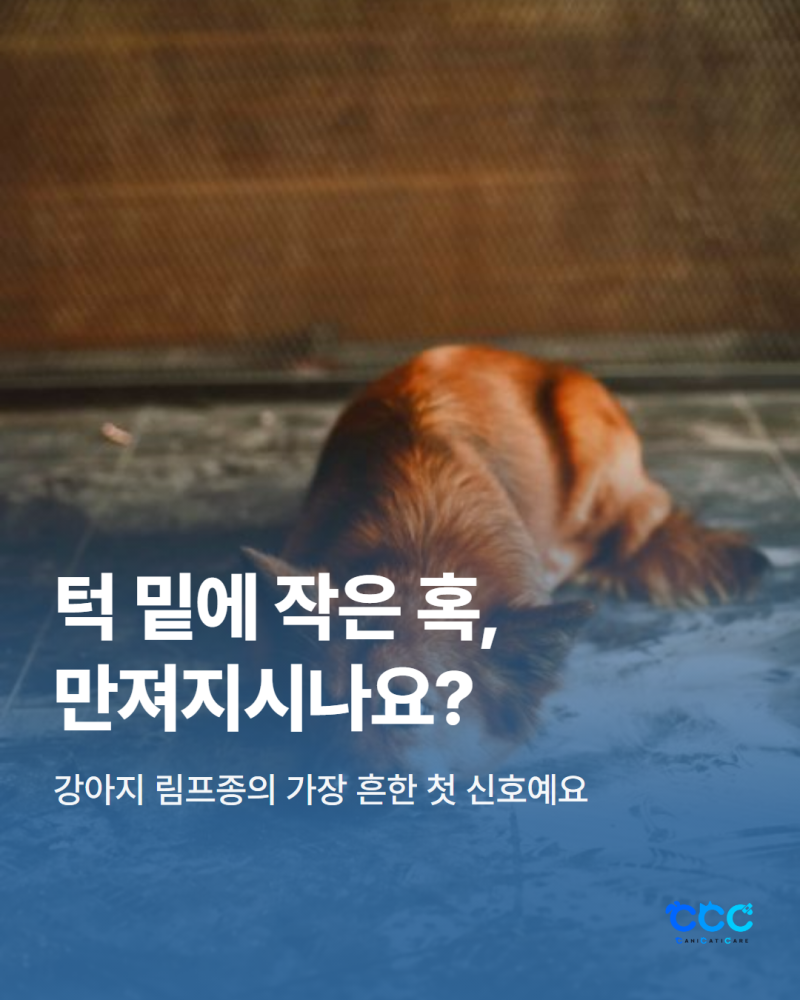 강아지 림프종 예후? 증상 치료 방법 알아보자