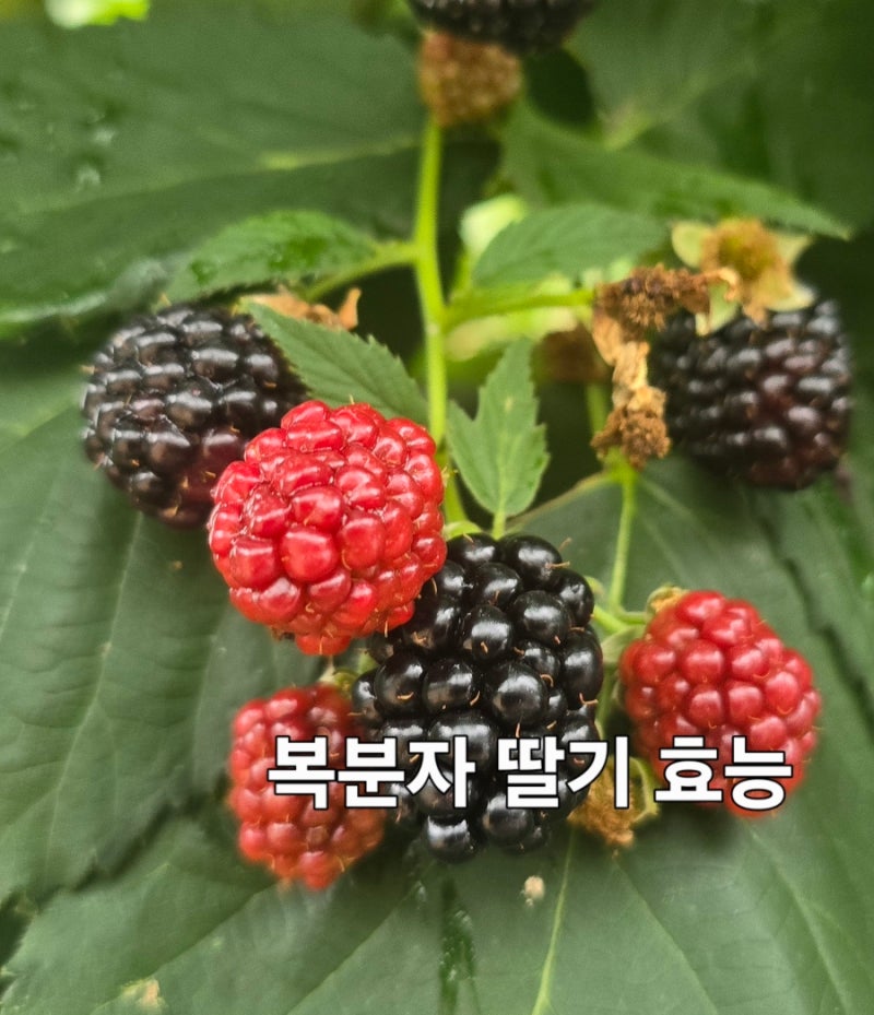 복분자딸기 효능과 수확시기 재배법 먹는법까지 알아보는 여름 건강 열매