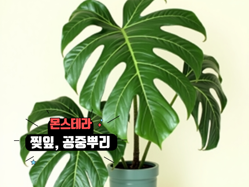 몬스테라 잎말림 찢잎 새잎 공중뿌리 쉽게 해결하는 꿀팁 모음