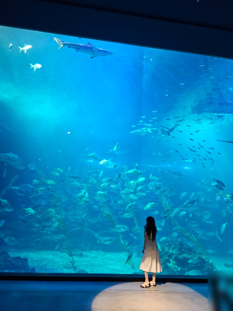 제주도 아쿠아플라넷 입장료, 할인, 주차, 아이와 관람 시간 총정리