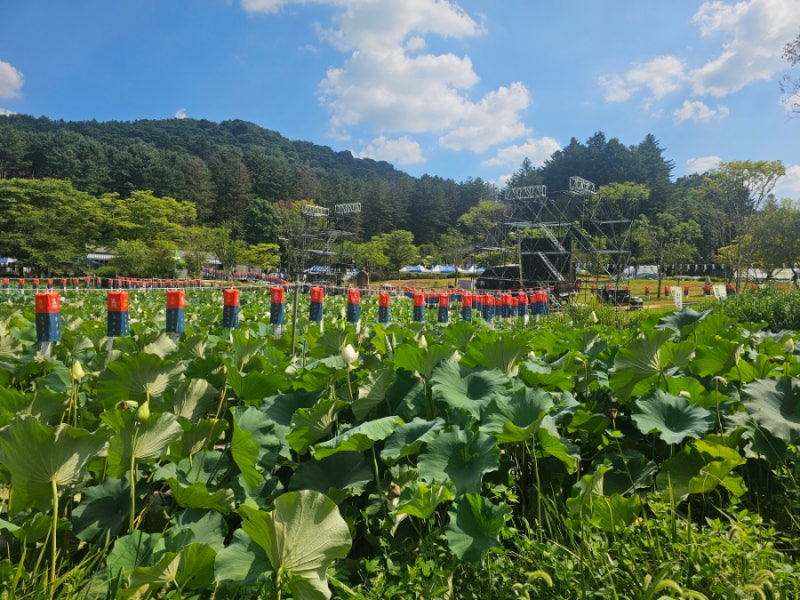 남양주 가볼만한곳: 2026 봉선사 연꽃축제 방문후기: 8월 7일~9일 : 우와 남양주에 이런 곳이!