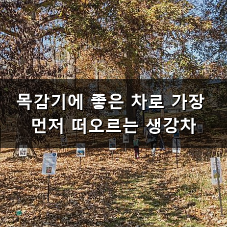 목감기에 좋은 차 따뜻하게 마시기 좋은 종류별 효능과 마시는 법