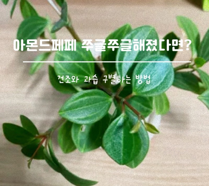 아몬드페페 잎이 탄 듯 쭈그러지고 시든다면? 원인부터 제대로 확인하세요