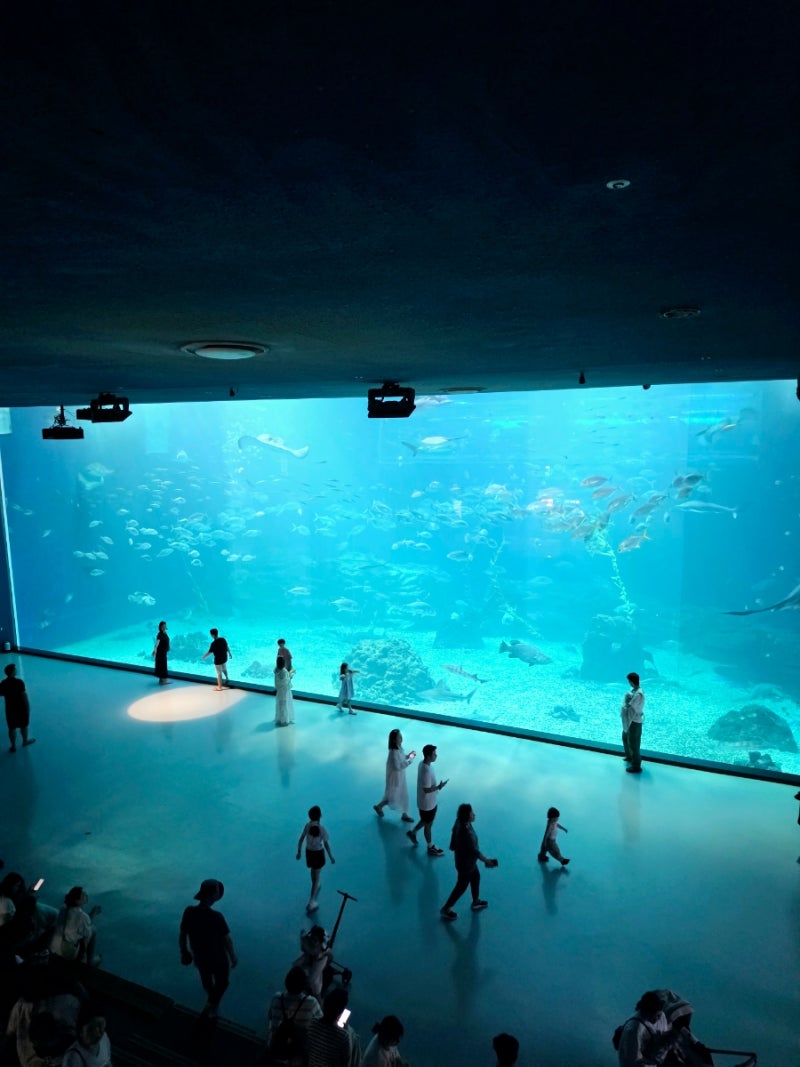 [아이랑 제주도 3박 4일] 제주 동쪽 여행지, 날씨 상관 없는 실내 관광 후기 "아쿠아플라넷'
