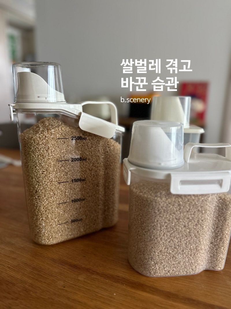여름엔 '이거' 없으면 불안한 다이소추천템 쌀보관통