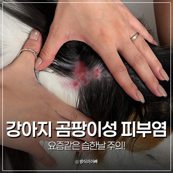 강아지 곰팡이성 피부염 요즘같은 습한날 주의!