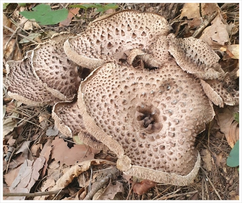 능이버섯 국내산과 수입산 구분법, 가을 채취시기 알아보기