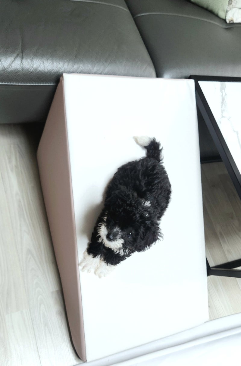 초코펫하우스 강아지 계단 논슬립스텝 리뷰!