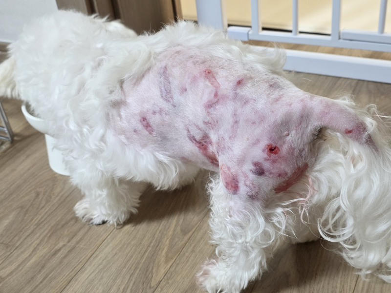 동물병원 영수증 보고 놀라기 전 강아지보험 KB 펫보험으로 준비