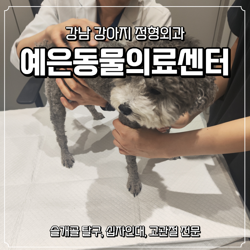 강남 예은동물의료센터 슬개골 탈구 및 고관절 진료 후기 (의외의 진료 결과?)