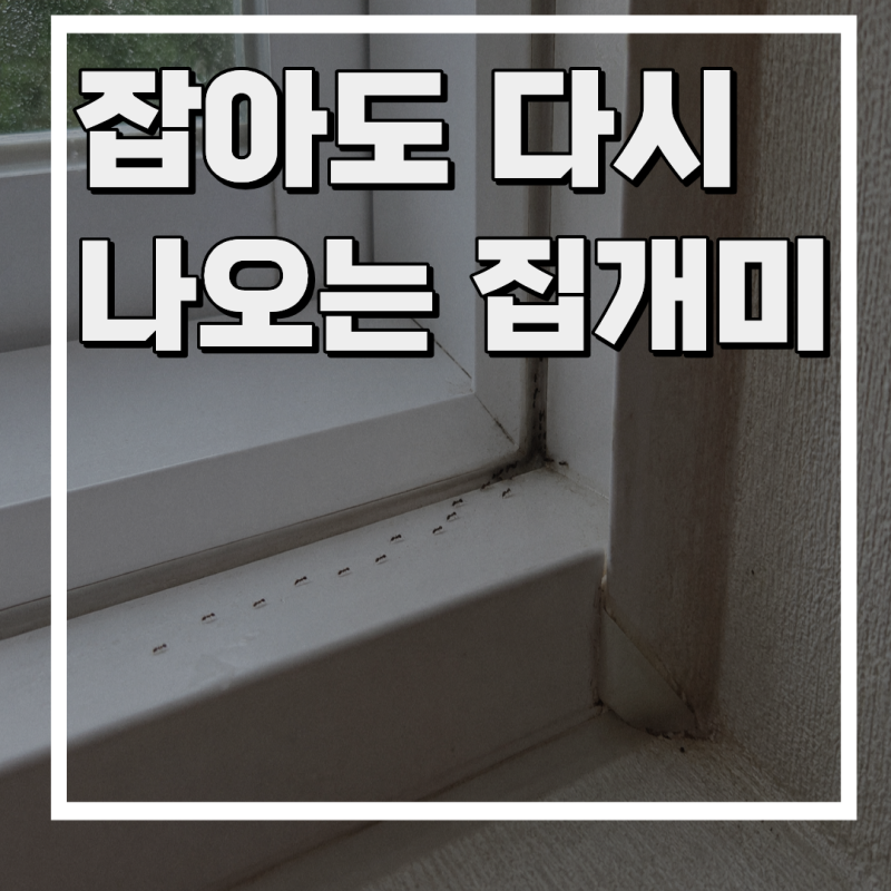 제주 집개미 퇴치, 마트 약으로 해결할 수 있을까요?