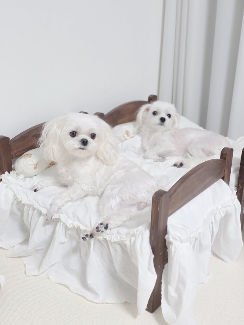 강아지 평균 수면시간 새끼강아지 노견 다른 이유