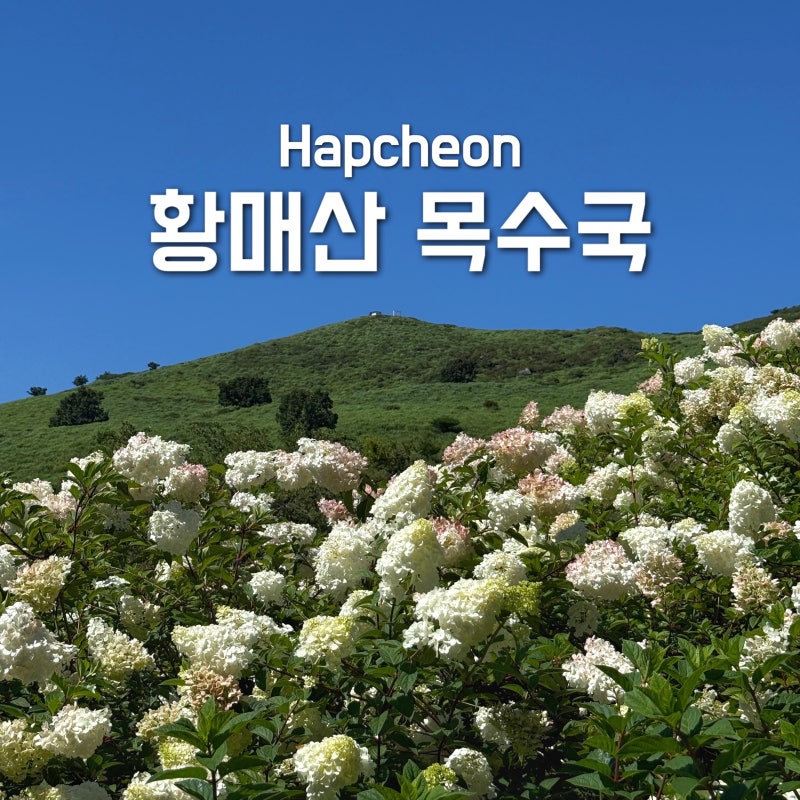 합천 황매산 목수국 실시간 위치 및 주차정보